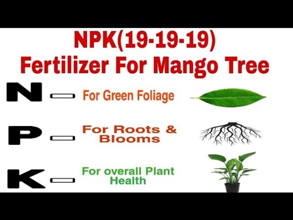 Balanced NPK 19.19.19 fertilizer for Fruit plants